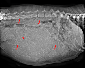 RADIOGRAFIA-CACHORROS