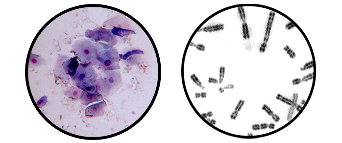 VISTAS-DE-MICROSCOPIO-SERVICIO-DE-REPRODUCCION