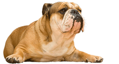 Bulldog con problema de obesidad