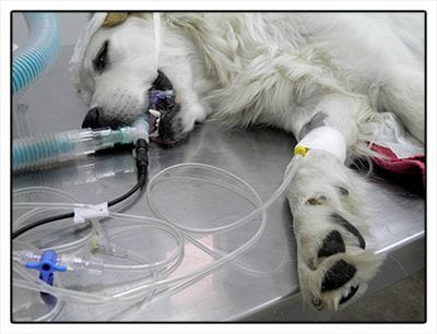 Las transfusiones a veces marcan la diferencia entre la supervivencia de un animal.