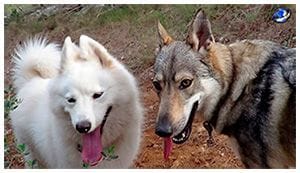 Duna y Nara, las dos perras son de la misma familia clientes de la Clínica Veterinaria Son Dureta
