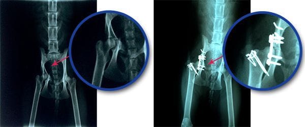 radiografía de una fractura de cadera en una gata