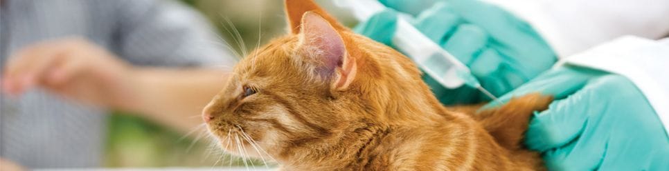 Vacunación gatos / Veterinari Son